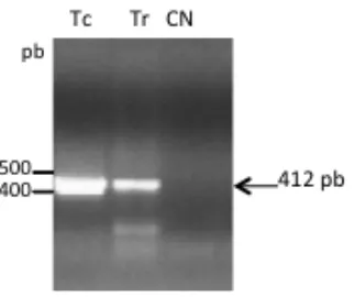 Figura 53. Amplificación del gen hgprt de T. cruzi 058PUJ y T. rangeli Tre utilizando los 