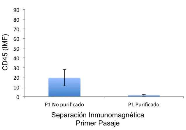 Figura 4. Expresión comparativa de CD45+ en células de cultivo en primer pasaje, purificadas o no por separación inmunomagnética