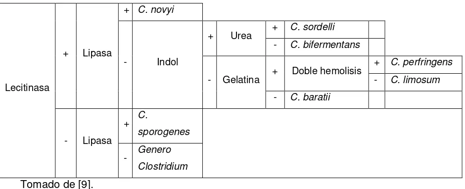Tabla 2. Algoritmo  para la identificación de especies de Clostridium. 
