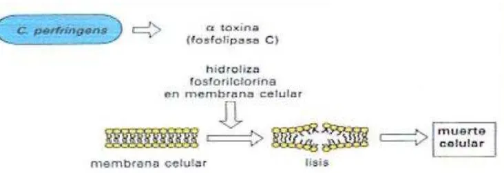 FIGURA 1: alfa (Mecanismo de acción de la toxina alfa (α). C. perfringens produce la toxina α) es una fosfolipasa C que hidroliza la fosforilcolina presente en la membrana de las células produciendo lisis y muerte celular