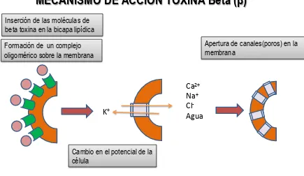 FIGURA 2. Mecanismo de acción de la toxina beta (β) 