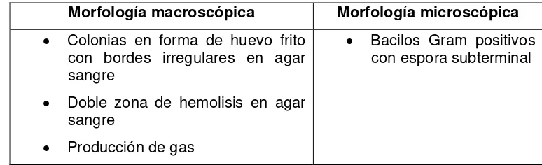 Tabla 7. Características morfológicas. 