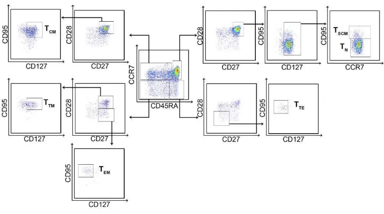 Figura 1. Selección de las subpoblaciones de LT CD8+. Dispersograma representativo 