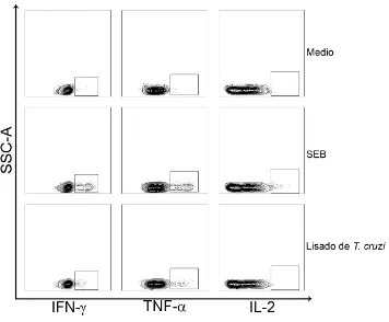 Figura 4. Selección de los LT CD8+ que producen IFN-, TNF-α o IL-2. Representativo 