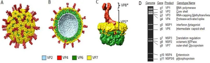 Figura  1.  Figura  1.  Estructura de la cápside y genoma del Rotavirus.  a) Visualización de virión con su triple cápside con sus Estructura de la cápside y genoma del Rotavirus