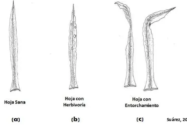 Figura 1. Hojas de Espeletia argéntea donde muestra  la hoja sana (a) y los dos síntomas que se tomaron  para el estudio epidemiológico: Hoja con Herbivoría (b) y Hojas con Entorchamiento(c)