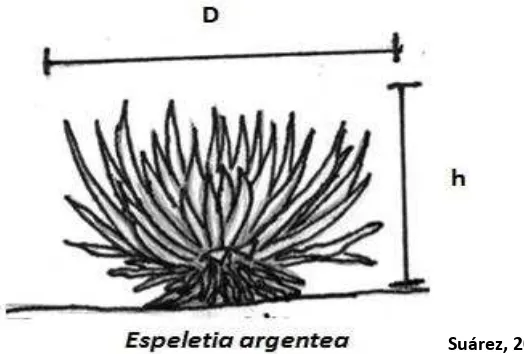 Figura 2. Variables morfométricas tomadas en individuos de Espeletia argentea  en la quebrada los Calostros