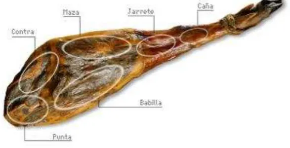 Figura 1. Partes del Jamón Serrano11