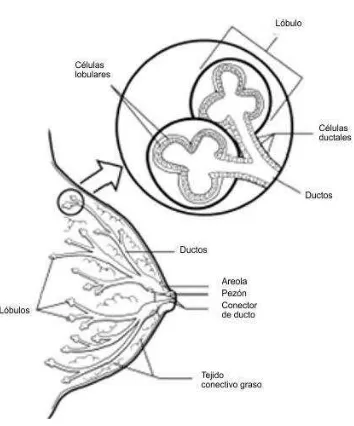 Figura 2: Estructura de la mama. 