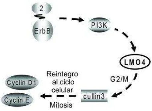 Figura 9: Acción de LMO4 en la progresión del ciclo celular. 