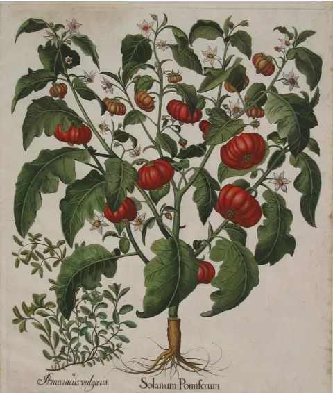 Figura 6: Ilustración Botánica del Tomate 
