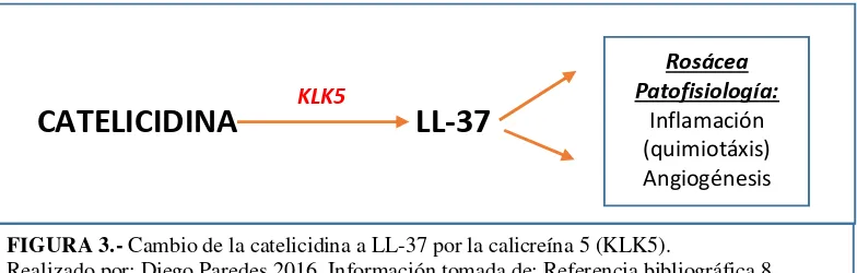 FIGURA 3.- Cambio de la catelicidina a LL-37 por la calicreína 5 (KLK5).  Realizado por: Diego Paredes 2016
