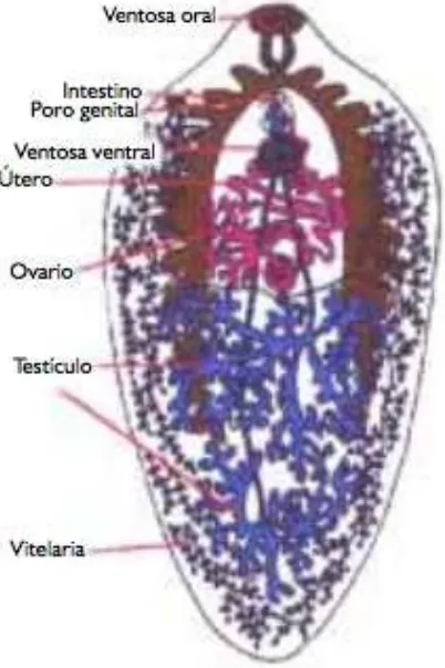 Figura 1.  Adultos de Fasciola hepatica. Los adultos de F. hepática son grandes y aplanados, miden hasta 3 cm de largo y 1.5 cm de ancho