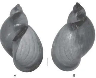 Figura 14.   Conchas del caracol  Limnaea cousini.  A. vista ventral. B. vista dorsal