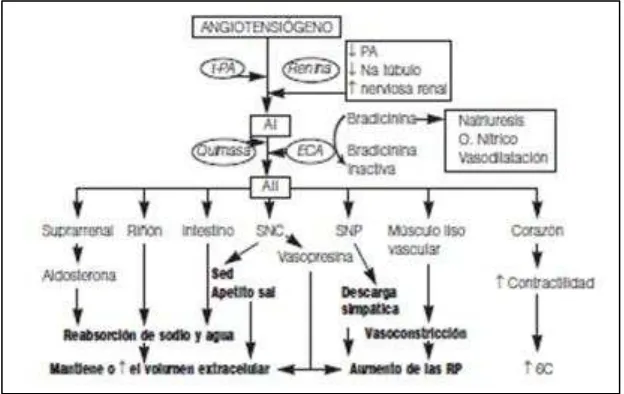 FIGURA 3. Función del Sistema Renina – Angiotensina - Aldosterona 