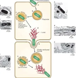 Figura 4: Representación esquemática y microscopia electrónica de ciclo intracelular 