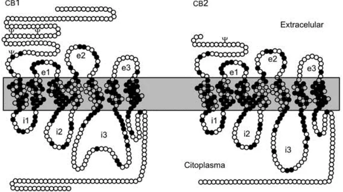Figura 1. Representación esquemática de los receptores CB1 y CB2. Los receptores tienen siete segmentos 