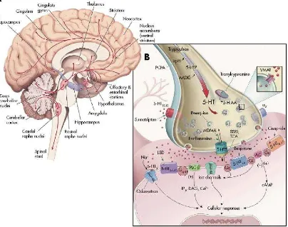 Figura. 5 Sistema Serotoninérgico. Mecanismo de Acción de MDMA o �Éxtasis�. 