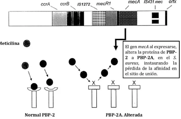 Figura 7. Mecanismos de acción para activar el gen mecA y la formación de PBP-2A. (Imagen que ha sido modificada y traducida de la su original que fue tomada del libro de Melles DC