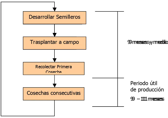Figura 1. Diagrama de Proceso de Siembra – Cosecha 