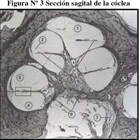 Figura Nº 3 Sección sagital de la cóclea 