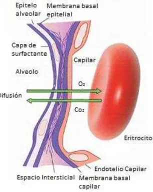 Figura 4. Ultraestructura de la membrana respiratoria. 