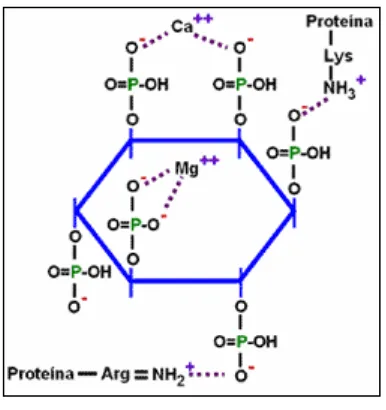 Figura 1.2 Estructura del ácido fítico en forma ionizada. [15].  