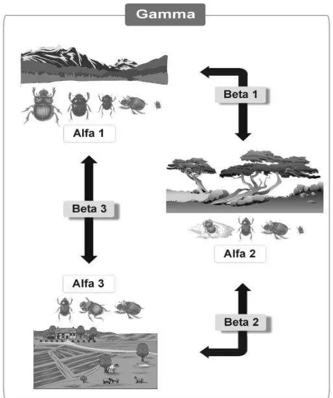 Figura 2. Componentes alfa, beta y gamma de la biodiversidad de escarabajosen un paisaje integrado por tres comunidades