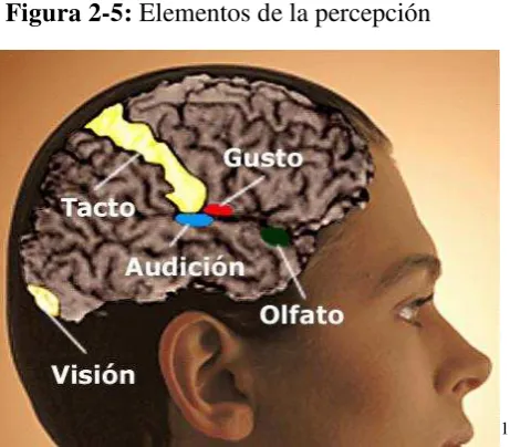 Figura 2-5: Elementos de la percepción 