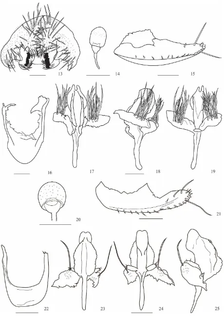 Figs. 13- 25. Drosophila16 hipandrio; 17-19, edeago en vistas dorsal, lateral y ventral, respectivamente