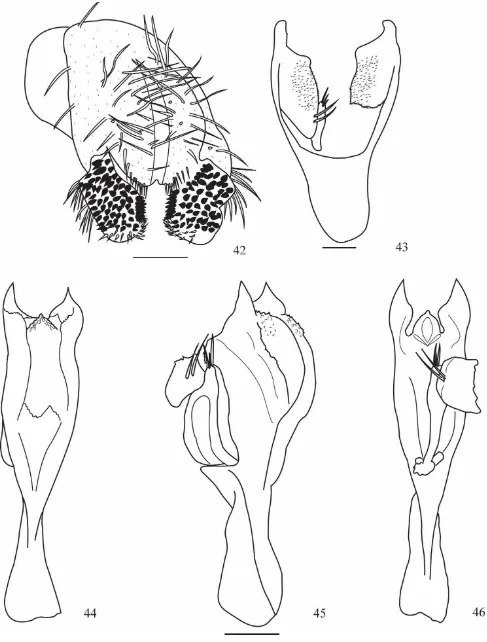 Figs. 42 - 46. Drosophila  guacamayos sp. nov. 42, epandrio, cerci, surestilo; 43, hipandrio; 44 - 46, edeago en vistas dorsal, lateral y ventral, respectivamente (escala= 100um)