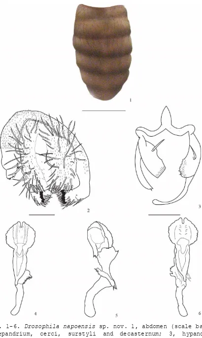 Figs. 1-6. Drosophila napoensis sp. nov. 1, abdomen (scale bar = 1mm); 2, epandrium, cerci, surstyli and decasternum; 3, hypandrium and gonopods in ventral view; 4-6, aedeagus in dorsal, lateral and ventral view, respectively (scale bar = 100um)