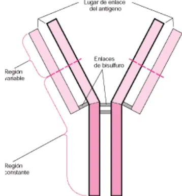 Tabla 2: Antígenos de taquizoítos de N. caninum 