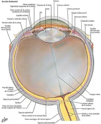 Figura 1 Anatomía del ojo 