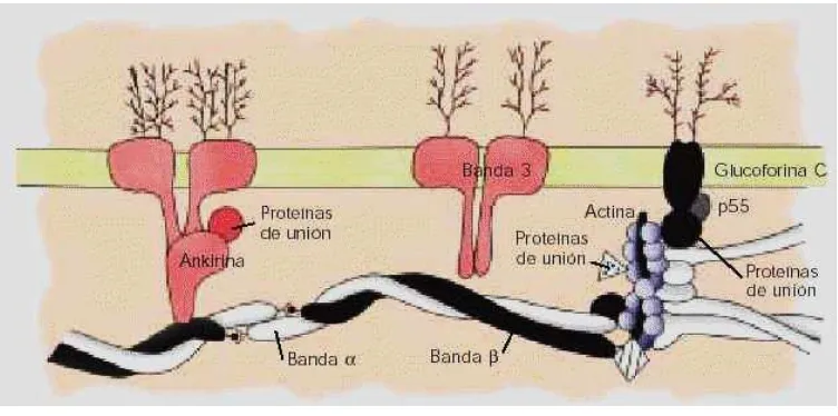 Figura N°1. Representación de la banda 3 en la membrana eritrocitaria 