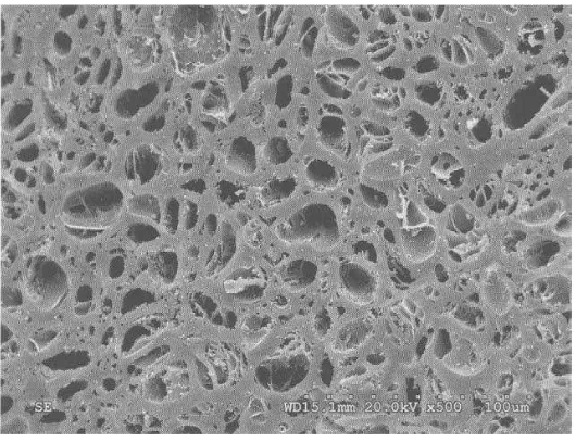 Figura 1.1. Fotografía generada por microscopía electrónica de barrido (SEM) de carbón  activado 