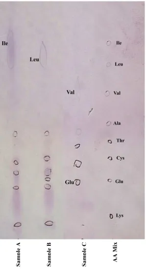 Figure 1.  Amino Acid Chromatogram 