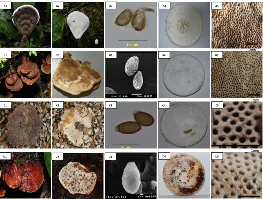 Figura 4. Ejemplo de características morfológicas de especies de Ganoderma encontradas