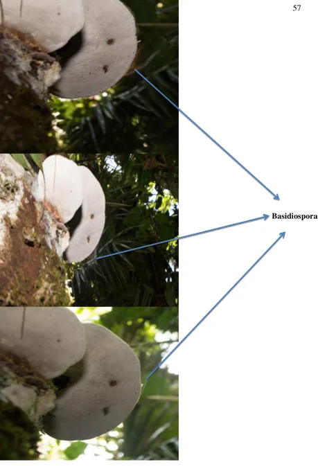 Figura 9. Basidiocarpo de Ganoderma applanatum en esporulación colectado en la Estación Científica Yasuní 