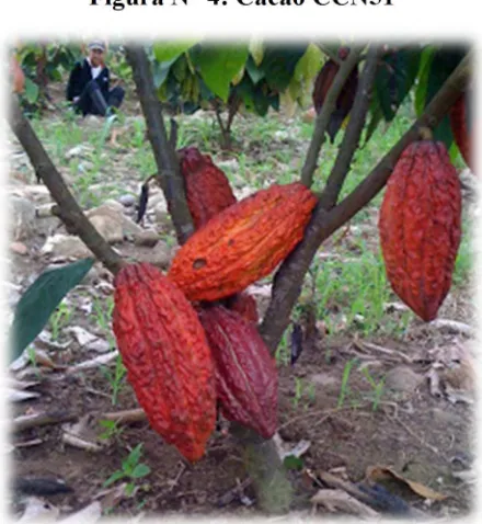 Figura N° 4: Cacao CCN51 