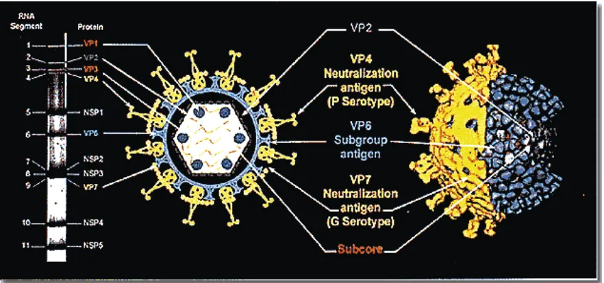 Figura 1.2 Estructura general de un rotavirus. El rotavirus esta formado por 6 proteínas estructurales diferentes, 4 de las cuales se encuentran en 3 capas proteicas que conforman la cápside