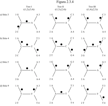 Figura 2.3.4 