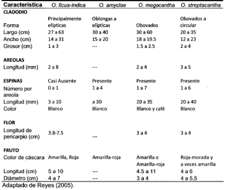 Tabla 2.2 Comparación física entre diferentes especies de Opuntia spp. 