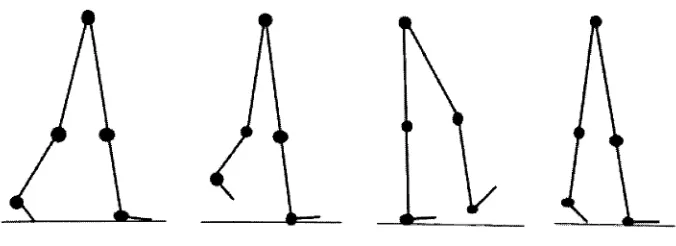 Figure  2.6:  Theleftsupport  phase.  Next, in single support  the  right  foot  and  the  left  swinging.  Ends when   walking  cycle,  starts  with  the  right  heel making contact  and  in  double   foot  lands  to  be  in double  support  phase.  Showing only left  full  step. 