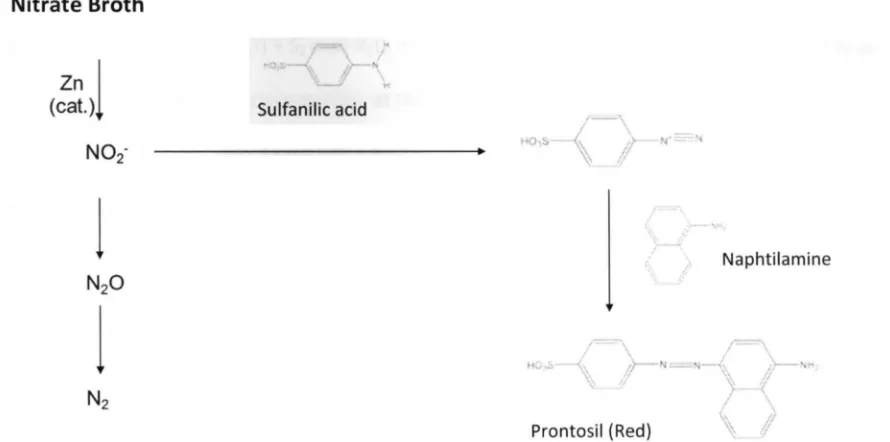 Figure 4. Diagram of the reactions involved in the nitrate reduction test. 