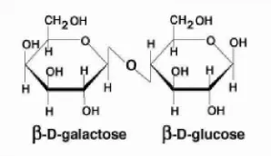 Figura 1. Estructura de la lactosa (Fox & McSweeney, 1998). 