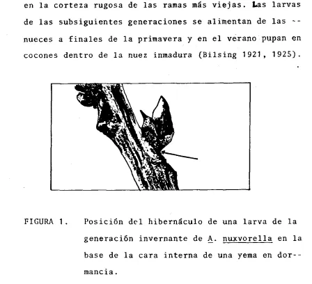 FIGURA 1. 