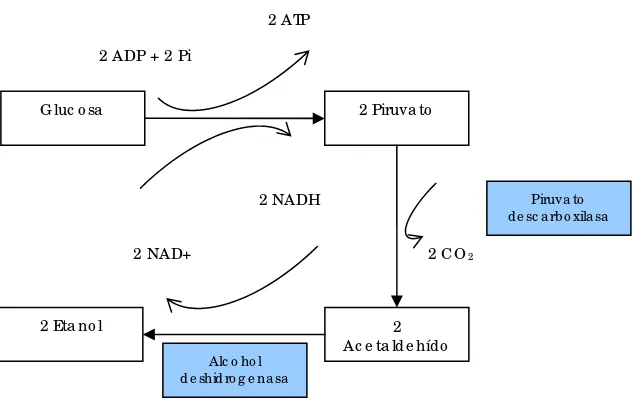 Figura 1.3.4. Diagrama simplificado de las reacciones para la obtención de etanol a partir de 