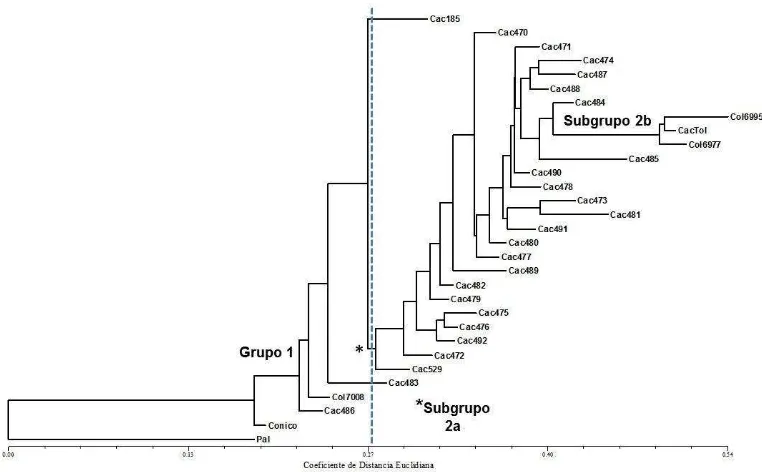 Figura 1.1 Filograma obtenido mediante Agrupamiento de Vecinos (Neighbor-Joining) utilizando 16 caracteres morfológicos en maíces de los valles altos