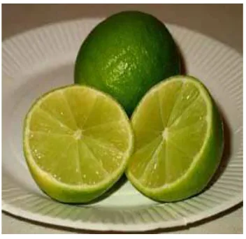Figura 1. Limón persa (Citrus latifolia tanaka) 